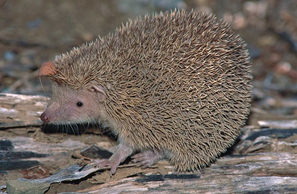Lesser Hedgehog Tenrec (Echinops telfairi) - Beza Mahafaly - Madagascar - Copyright Harald Schütz