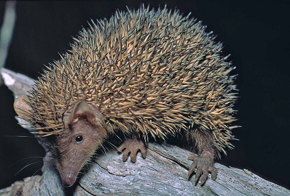 Lesser Hedgehog Tenrec (Echinops telfairi) - Lac Tsimanampetsotsa - Madagascar - Copyright Harald Schütz