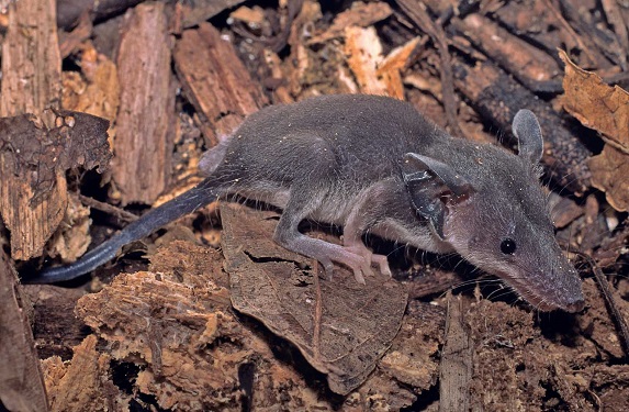 Large-eared Tenrec (Geogale aurita) - Lac Tsimanampetsotsa - Madagascar - Copyright Harald Schütz