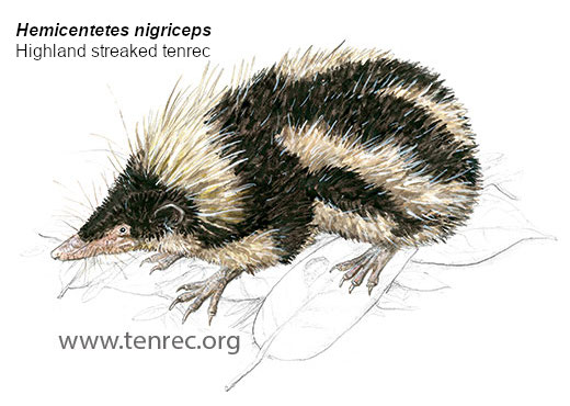 Hemicentetes nigriceps, Highland Streaked Tenrec