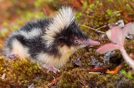 Highland Streaked Tenrec (Hemicentetes nigriceps) - Ankazomivady - Madagascar - Copyright Harald Schütz