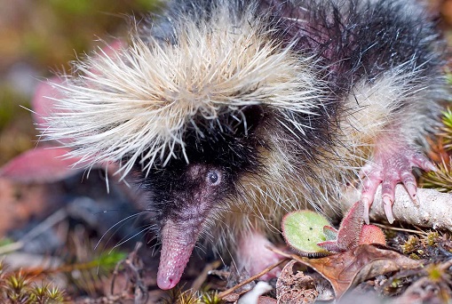 Highland Streaked Tenrec (Hemicentetes nigriceps) defensive behaviour - Ankazomivady - Madagascar - Copyright Harald Schütz