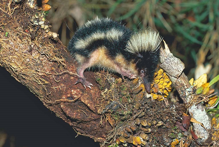 Highland Streaked Tenrec (Hemicentetes nigriceps) - Tsinjoarivo - Madagascar - Copyright Harald Schütz