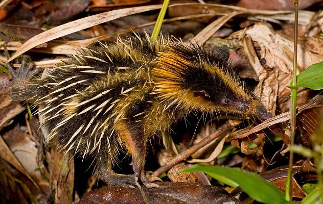 Lowland Streaked Tenrec (Hemicentetes semispinosus) - Andasibe - Madagascar - Copyright Harald Schütz