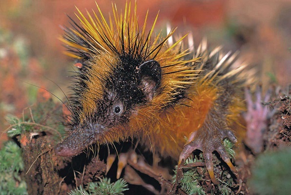 Lowland Streaked Tenrec (Hemicentetes semispinosus) - Tsinjoarivo - Madagascar - Copyright Harald Schütz