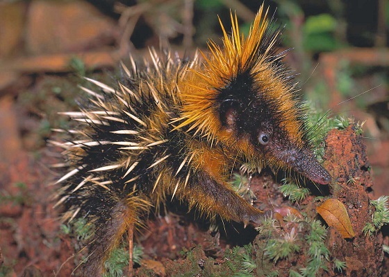 Lowland Streaked Tenrec (Hemicentetes semispinosus) - infant - Tsinjoarivo - Madagascar - Copyright Harald Schütz