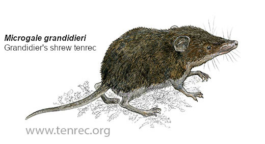 Microgale grandidieri, Grandidier's shrew tenrec