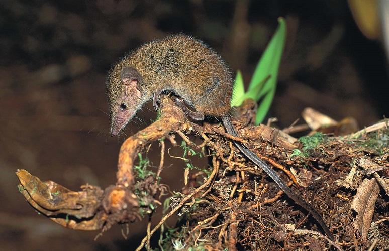 Least Shrew Tenrec (Microgale pusilla) - Tsinjoarivo - Madagascar - Copyright Harald Sch&uuml;tz
