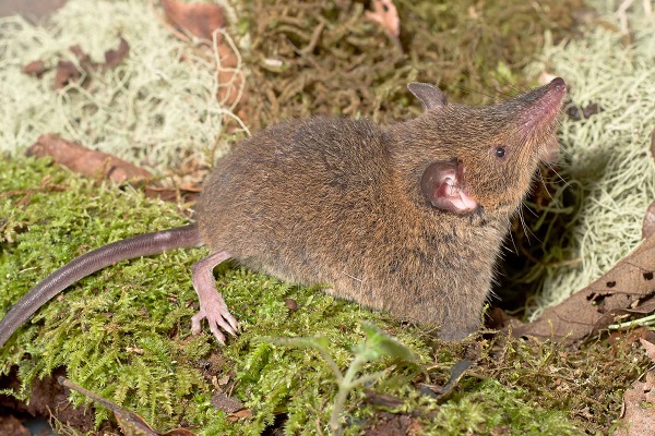 Dobson's Shrew Tenrec (Nesogale dobsoni) - Ankazomivady - Madagascar - Copyright Harald Sch&uuml;tz