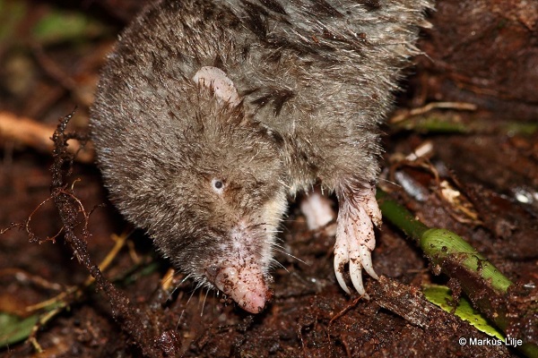 Mole-like Rice Tenrec (Oryzorictes hova) - Ranomafana National Park - Madagascar - &copy; Markus Lilje
