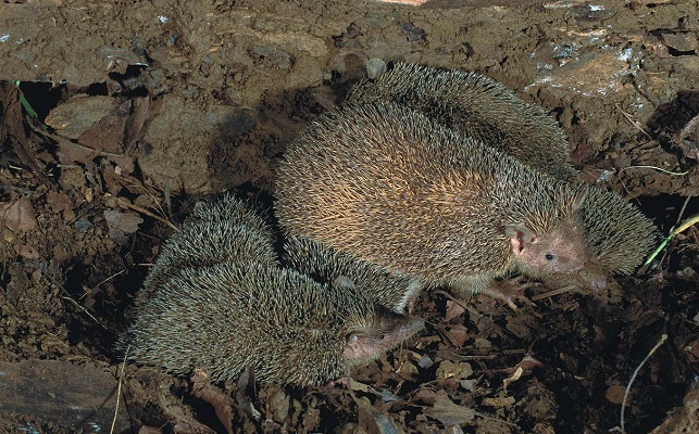 Greater Hedgehog Tenrec (Setifer setosus) - Ankarana - Madagascar - Copyright Harald Schütz
