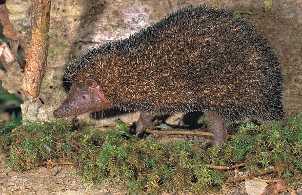 Greater Hedgehog Tenrec (Setifer setosus) - Andringitra - Madagascar - Copyright Harald Schütz