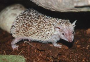 Lesser Hedgehog Tenrec, female