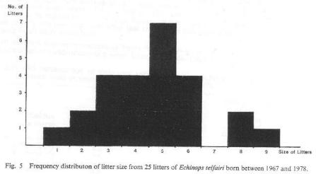 Fig. 5   Frequency distribution of litter size from 25 litters of Echinops telfairi born between 1967 and 1978.