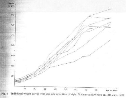 Fig. 6   Individual weight curves from day one of a litter of eight Echinops telfairi born on 15th July, 1978.