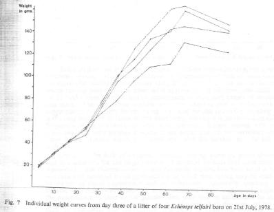 Fig. 7   Individual weight curves from day three of a litter of four Echinops telfairi born on 21st July, 1978.