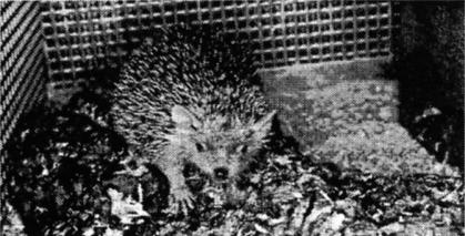 Fig. 1: The lesser (pigmy) hedgehog tenrec in its cage.