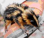 Streifentanrek (Hemicentetes semispinosus)
Foto von Kazuo Yamasaki