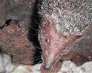 Gro&szlig;er Igeltanrek (Setifer setosus)
Foto von Debra Mauzy Melitz