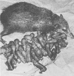 Female Tailless tenrec (Tenrec ecaudatus) with ther newborn litter of 31 at Wassenaar Zoo; 30 survived to maturity.